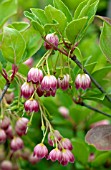 ENKIANTHUS CAMPANULATUS