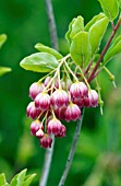 ENKIANTHUS CAMPANULATUS