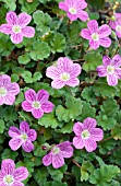 ERODIUM BISHOPS FORM