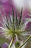 ERYNGIUM BLUE JACKPOT