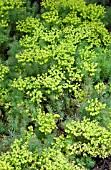 EUPHORBIA CYPARISSIAS FENS RUBY