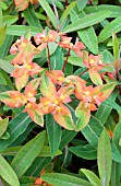 EUPHORBIA GRIFFITHII FIREGLOW