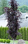 FAGUS SYLVATICA DAWYCK PURPLE