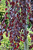 FAGUS SYLVATICA PURPLE FOUNTAIN