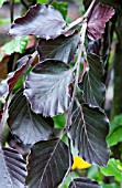 FAGUS SYLVATICA PURPLE FOUNTAIN