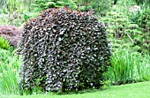 FAGUS SYLVATICA PURPUREA PENDULA