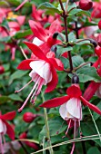 FUCHSIA ANGEL EARRINGS SNOW FIRE