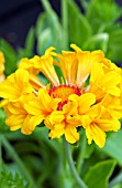 GAILLARDIA COMMOTION MOXIE