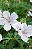 GERANIUM CLARKEI KASHMIR WHITE