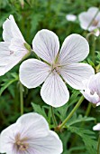 GERANIUM CLARKEI KASHMIR WHITE