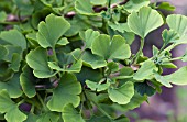 GINKGO BILOBA JADE BUTTERFLY