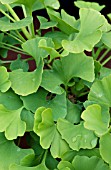 GINKGO BILOBA SPRING GROVE