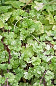 GLECHOMA HEDERACEA DAPPLED LIGHT