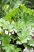 GUNNERA MANICATA