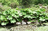 GUNNERA MANICATA