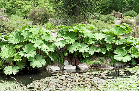 GUNNERA_MANICATA