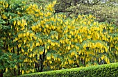 LABURNUM VOSSII