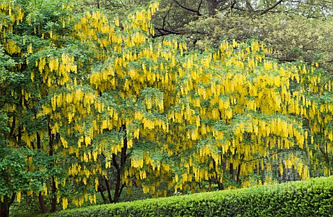 LABURNUM_VOSSII