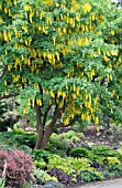 LABURNUM VOSSII