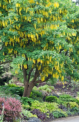 LABURNUM_VOSSII