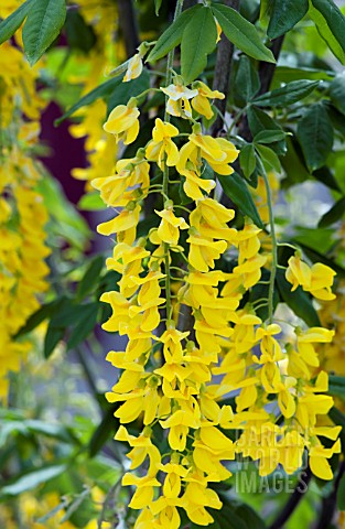 LABURNUM_VOSSII