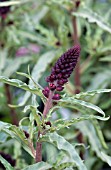 LYSIMACHIA BEAUJOLAIS