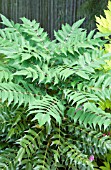 MAHONIA X MEDIA CHARITY