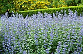 NEPETA SIX HILLS GIANT