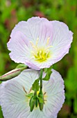 OENOTHERA SPECIOSA