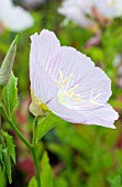 OENOTHERA SPECIOSA