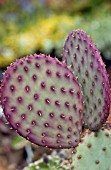 OPUNTIA SANTA-RITA TUBAC