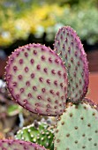 OPUNTIA SANTA-RITA TUBAC