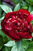 PAEONIA BUCKEYE BELLE