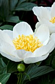 PAEONIA JAN VAN LEEUWEN