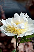 PAEONIA TOP BRASS