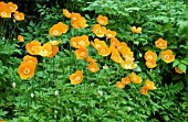 MECONOPSIS CAMBRICA