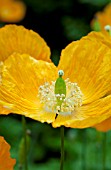 MECONOPSIS CAMBRICA