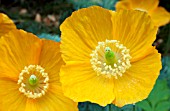 MECONOPSIS CAMBRICA