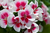 PELARGONIUM AMERICANA WHITE SPLASH