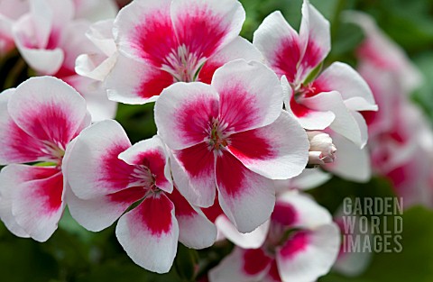 PELARGONIUM_AMERICANA_WHITE_SPLASH