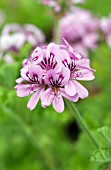 PELARGONIUM CHOCOLATE MINT