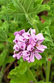 PELARGONIUM CHOCOLATE MINT