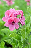 PELARGONIUM CLORINDA