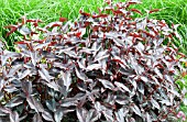 PERSICARIA MICROCEPHALA RED DRAGON