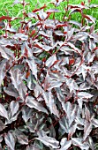 PERSICARIA MICROCEPHALA RED DRAGON