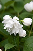 PHILADELPHUS SNOW WHITE SENSATION