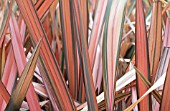 PHORMIUM FLAMINGO