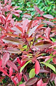 PHOTINIA FRASERI