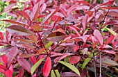 PHOTINIA FRASERI