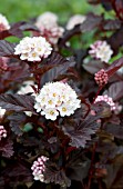 PHYSOCARPUS OPULIFOLIUS CENTER GLOW